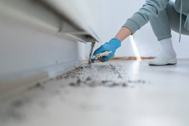 Insect Control in Fulton, MO